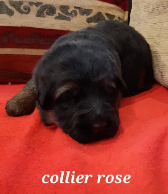 CHIOT COLLIER ROSE