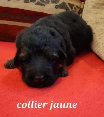 CHIOT COLLIER JAUNE