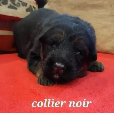 CHIOT COLLIER NOIR