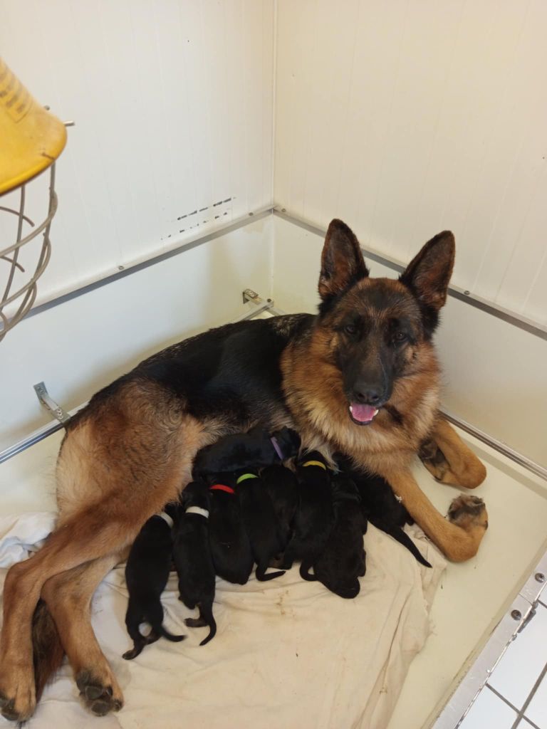 Chiot Berger Allemand Du Clos Des B A De Salome