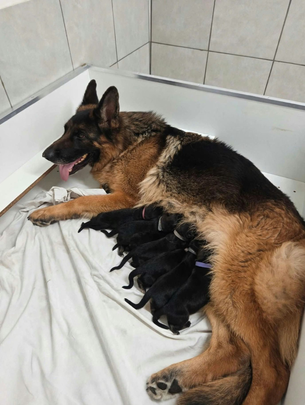 Chiot Berger Allemand Du Clos Des B A De Salome