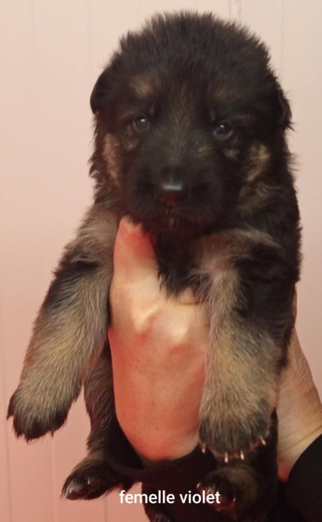 Du Clos Des B A De Salome - Chiots disponibles - Berger Allemand