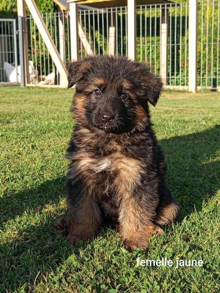 Du Clos Des B A De Salome - Chiots disponibles - Berger Allemand