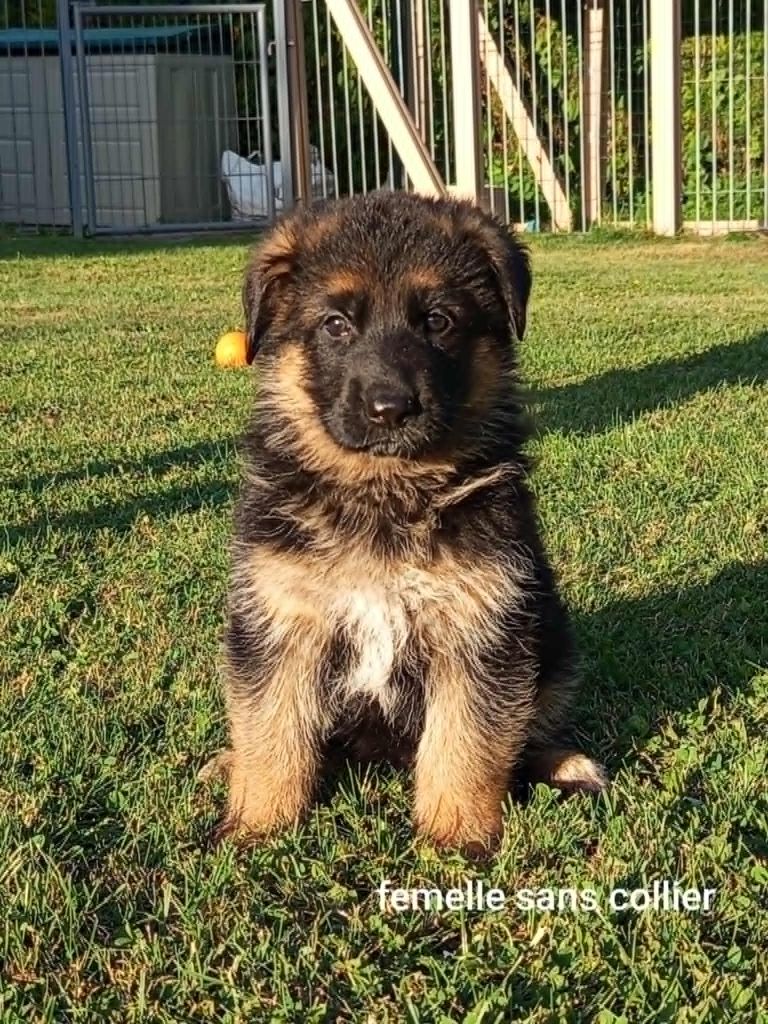 Du Clos Des B A De Salome - Chiots disponibles - Berger Allemand