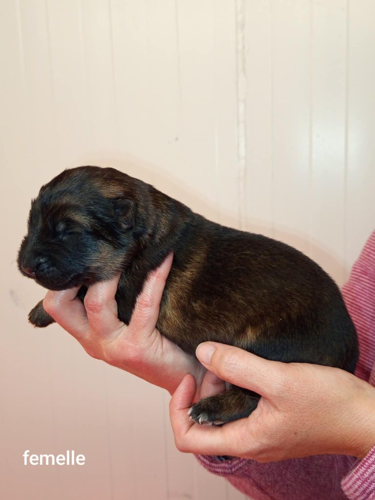 Du Clos Des B A De Salome - Chiots disponibles - Berger Allemand
